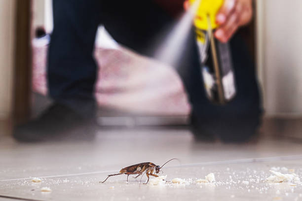Best Mosquito Control Services  in Zumbrota, MN